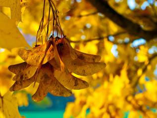 autumn leaves