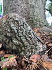Cypress Knee