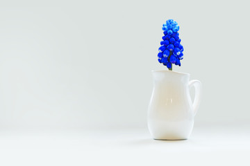 Spring. Grape hyacinth, bluebell in white porcelain milk jug on white background. Copy space. Pitcher and flower muscari, primrose, march 8