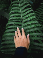 Man touching green fern leaf in the forest