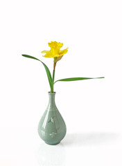 Daffodil in a Japanese Vase on white background