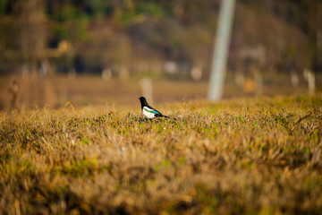 bird in grass