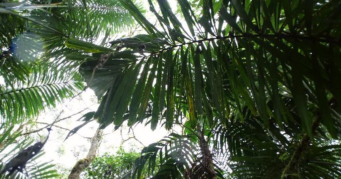 Looking up to the rainforest canopy with  rain falling,  tracking shot. Montane rainforest near Baeza on the Amazon slopes of the Andes in Ecuador.
