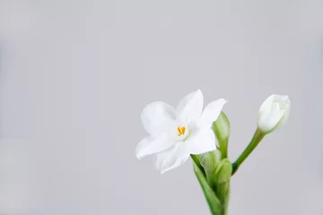 Fototapeten White Daffodil flowers, also known as Paperwhite, Narcissus papyraceus. Close-up, on a light grey background.  © Viktoria Stetskevych