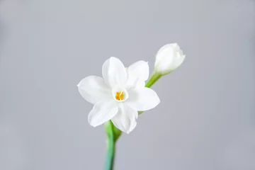 Foto op Plexiglas White Daffodil flowers, also known as Paperwhite, Narcissus papyraceus. Close-up, on a light grey background.  © Viktoria Stetskevych