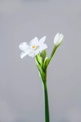 Foto op Canvas White Daffodil flowers, also known as Paperwhite, Narcissus papyraceus. Close-up, on a light grey background.  © Viktoria Stetskevych