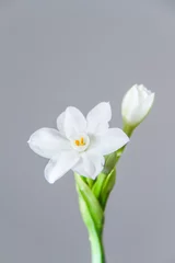 Gardinen White Daffodil flowers, also known as Paperwhite, Narcissus papyraceus. Close-up, on a light grey background.  © Viktoria Stetskevych