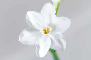 Gordijnen Witte narcisbloemen, ook bekend als Paperwhite, Narcissus papyraceus. Close-up, op een lichtgrijze achtergrond. © Viktoria Stetskevych