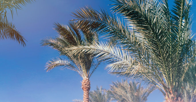 Palm trees in the morning light against a blue sky. California morning