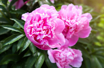 Peonies in dew after the rain. Beautiful spring flowers in the nature.