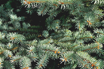 natural branches of blue spruce in the sunlight