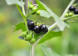In nature grows nightshade (Solanum nigrum)