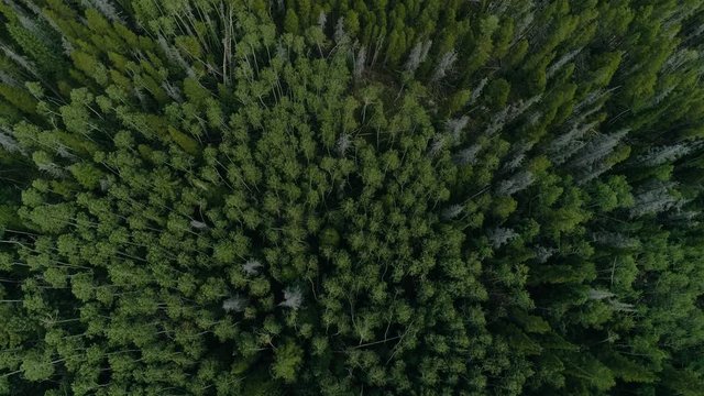 Cameron Pass, CO // Beetle Kill Pine in Canyon 