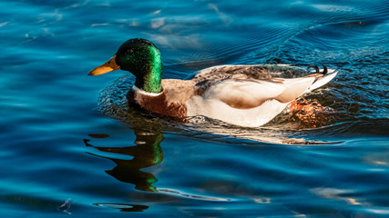 Beautiful male duck with reflections at the famous Hintersee, Ramsau, Berchtesgaden, Bavaria, Germany