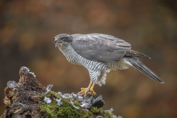 A wild goshawk with a mouth full of food