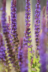 Ziersalbei (Salvia nemorosa)	