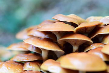 Autumn landscape with forest mushrooms.