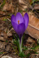 fiore di Croco (Crocus vernus) nel sottobosco tra le foglie