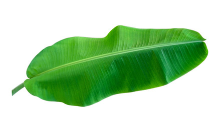 Fototapeta premium fresh one banana green leaf isolated on white background with clipping path