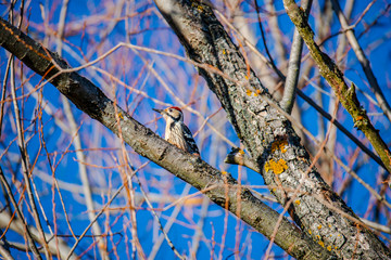 The woodpecker in the tree