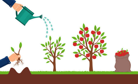 Growth of apple tree and harvesting. Hand plants a sapling of fruit tree. Cultivation process of fruit. Seedling plant with leafs. Bag of apples. Growing sapling. Isolated vector illustration.