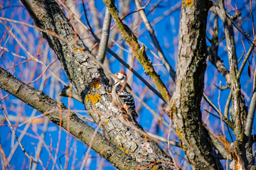The woodpecker in the tree