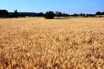 field of wheat, barley, rye