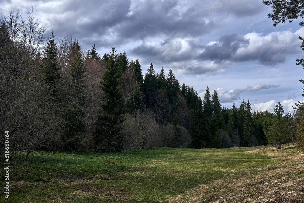 Canvas Prints Field surrounded by trees under the sunlight and a cloudy sky at daytime