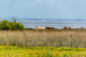 Horses in front of tha lake Laguna de Rocha in Uruguay
