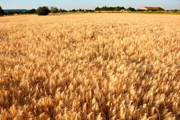 field of wheat, barley, rye