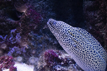 Anguila en el acuario de san sebastian