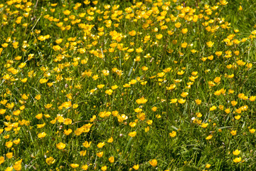 lots of yellow flowers in a field on a sunny day