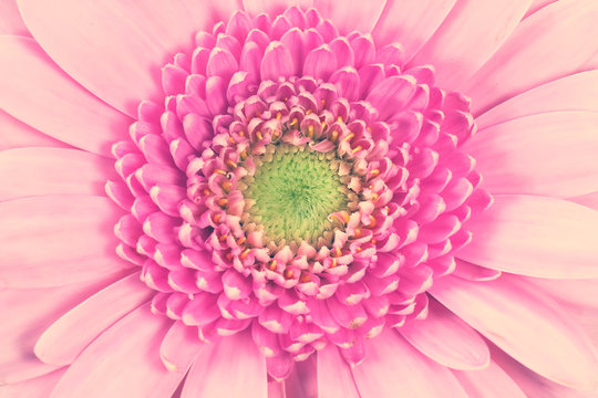 Closeup Of A Pink Gerbera Daisy