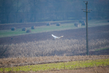 airplane flying over field