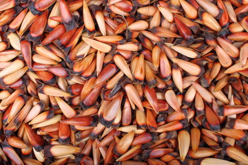 Araucaria tree seeds