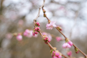 First cherry blossom in spring time