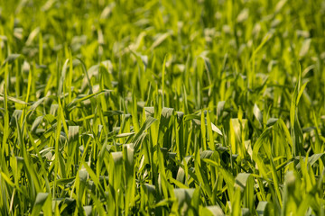 Green wheat tillering stage field background