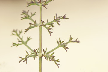 Foeniculum vulgare fennel sprouts already found in January despite being in winter