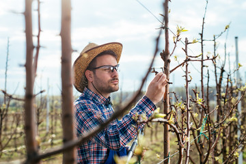 Young farmer checking blossom in orchard.