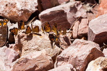 A flutter of Butterflies