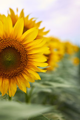 Closeup summer blooming sunflower at the field