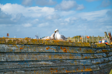 Obraz premium Rye Harbour, East Sussex, England. Old weathered boat sitting in the mud at low tide with seagull caring adult and juvenile