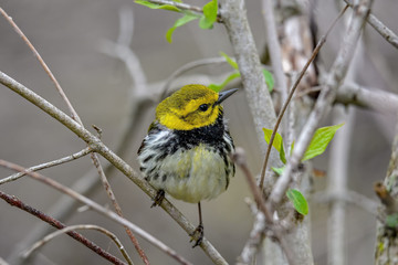 Black-throated Green Warbler or Setophaga virens in woods on a cloudy spring day during migration. They are common in mature coniferous and mixed woodlands.