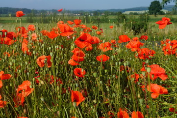 wild flowers in the spring meadow