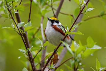 Chestnut-sided warbler or Setophaga pensylvanica in woods on a cloudy spring day during migration. They are common locally in second-growth brush lands.