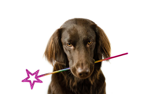 Hund mit Zauberstab