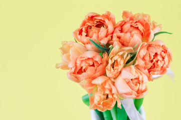 Fresh yellow double early tulip flowers bouquet in front of yellow background.