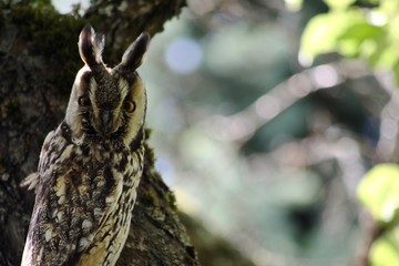 an owl sits on a tree branch and looks. close-up on a blurred background