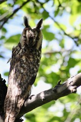 an owl sits on a tree branch and looks a little covering his eyes. close-up on a blurred leaves background
