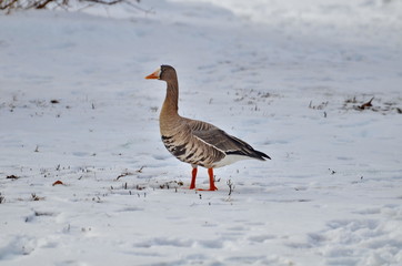 Greater White fronted Goose at Bluffer's Park, Toronto, Ontario, Canada 